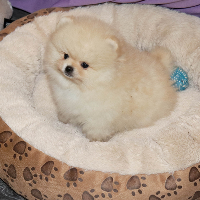 Валентра стар