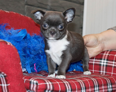 Валентра стар