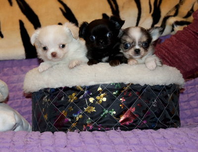 Валентра стар