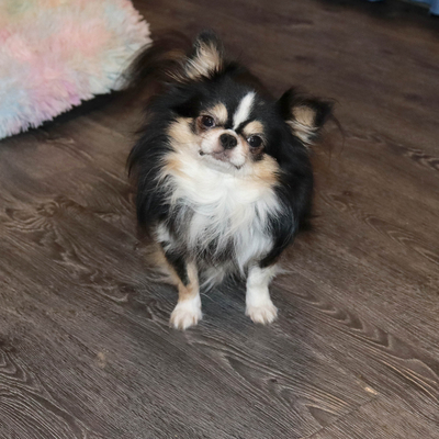 Валентра стар