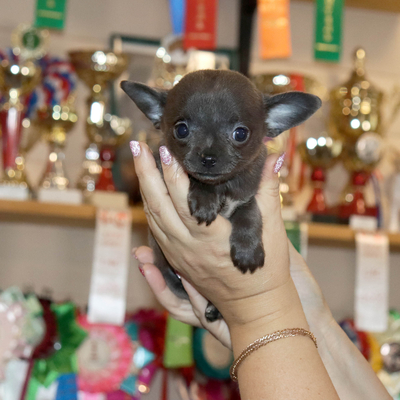 Валентра стар