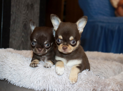 Валентра стар