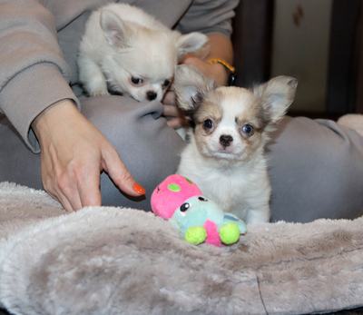 Валентра стар