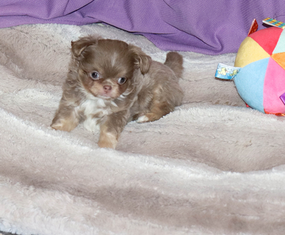 Валентра стар