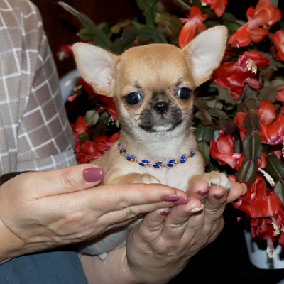 Валентра стар