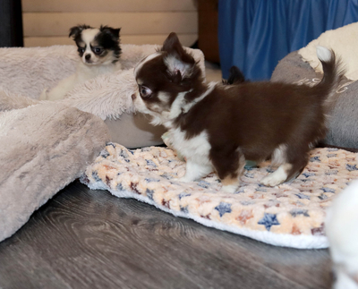 Валентра стар