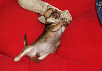 Валентра стар