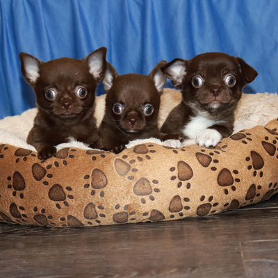 Валентра стар