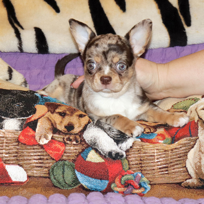 Валентра стар