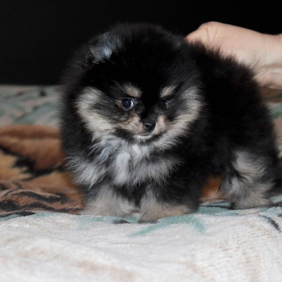 Валентра стар