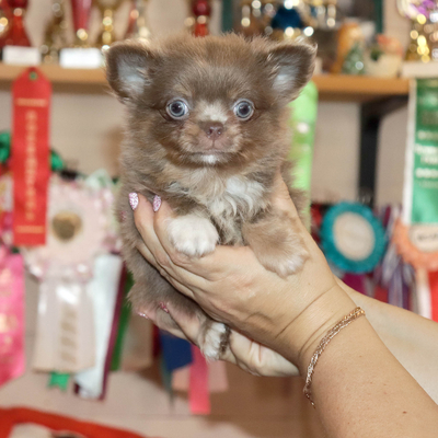 Валентра стар