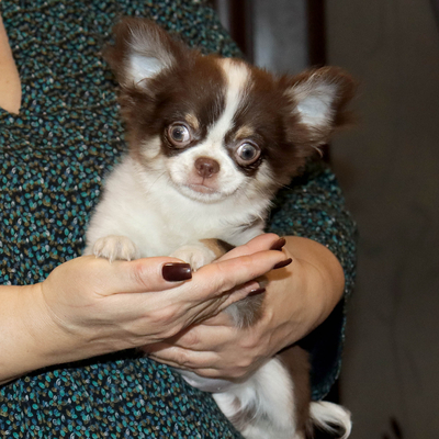 Валентра стар