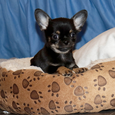 Продается Купить Чихуа в Москве