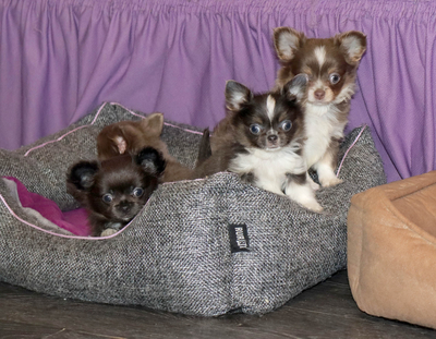 Валентра стар