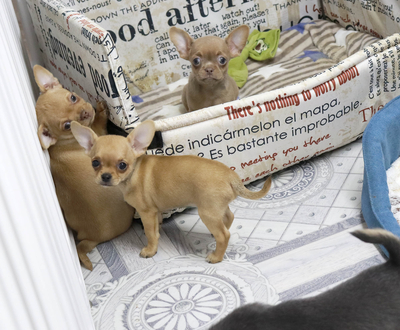 Валентра стар