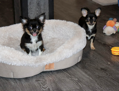 Валентра стар