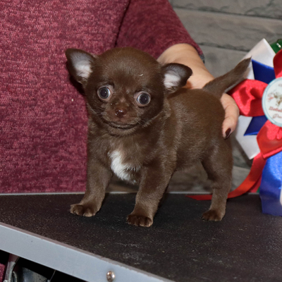 Валентра стар