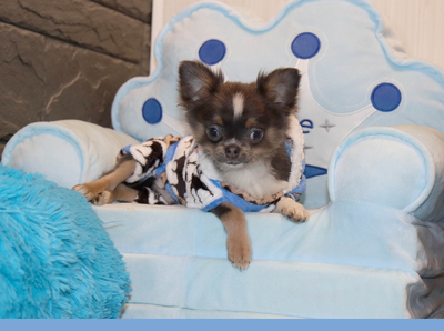 Валентра стар