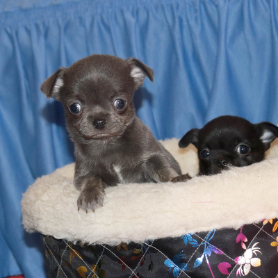 Валентра стар