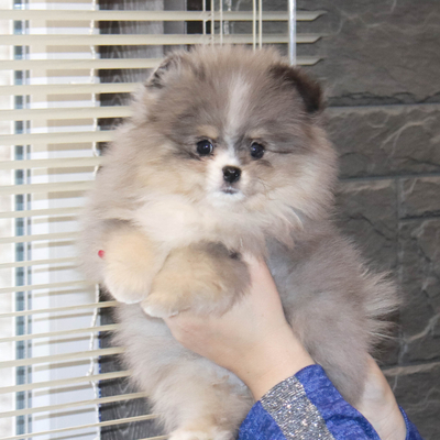 Продается Мраморный шпиц