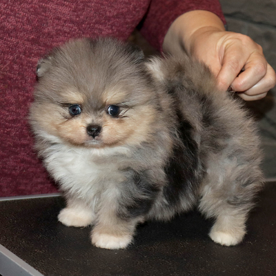 Продается Мраморный шпиц