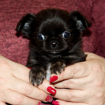 Валентра стар