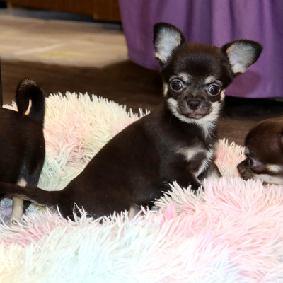 Продается Купить Чихуа в Москве