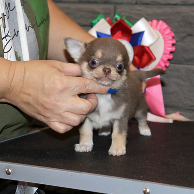 Валентра стар