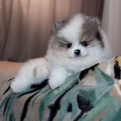 Валентра стар