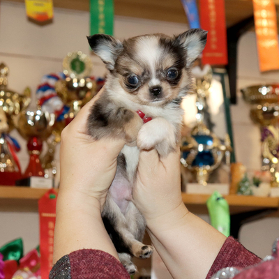 Валентра стар