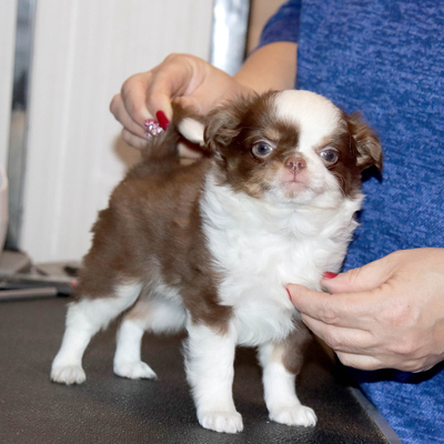 Валентра стар