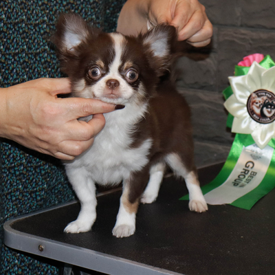 Валентра стар