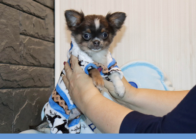 Валентра стар