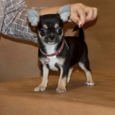 Валентра стар