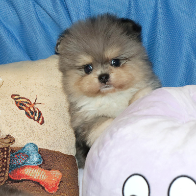 Валентра стар