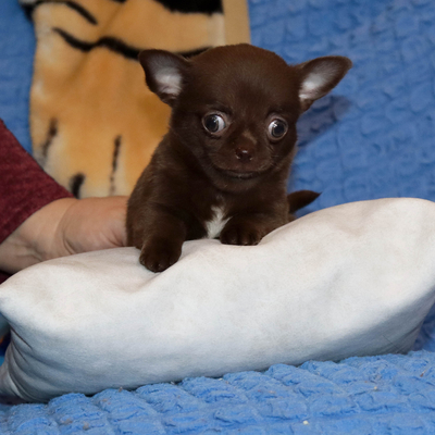 Валентра стар