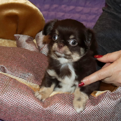 Валентра стар