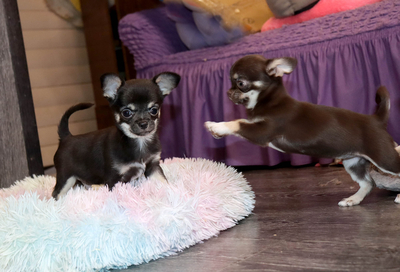 Валентра стар