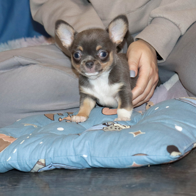 Продается Голубой чихуахуа
