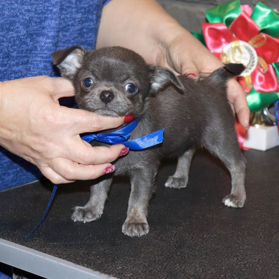 Валентра стар