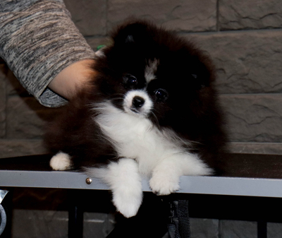 Валентра стар