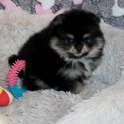 Валентра стар