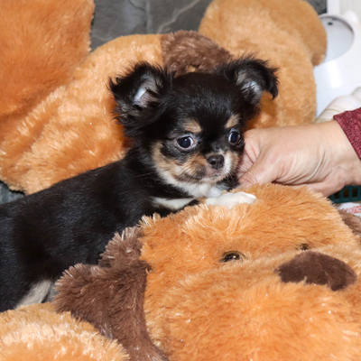 Валентра стар