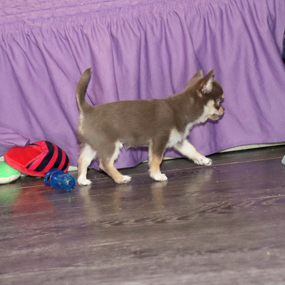 Валентра стар