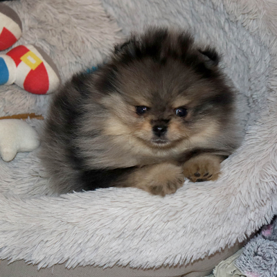 Валентра стар