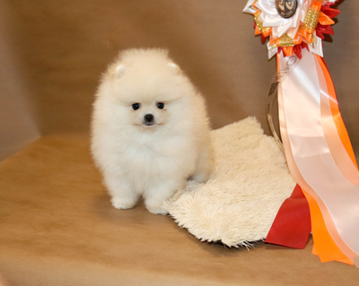 Валентра стар