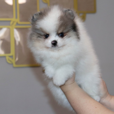 Валентра стар