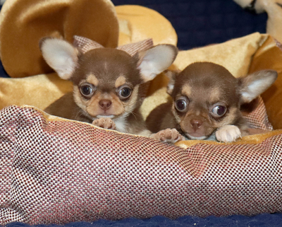 Валентра стар