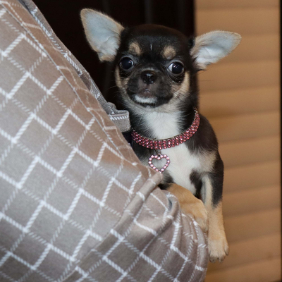 Валентра стар