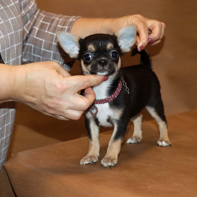 Валентра стар